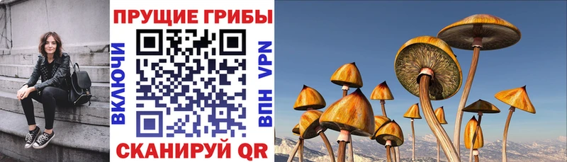 Галлюциногенные грибы Cubensis  Пыталово 